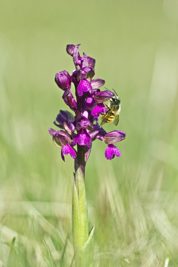 Anacamptis morio